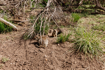 Gopher sits and looks out of his hole among the green grass. Wild animal in wildlife close-up. Baby gopher eats grass