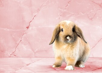 Fototapeta premium Baby cute rabbit sitting on color background.