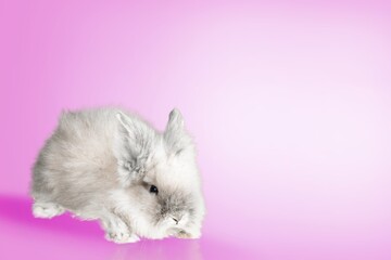 Baby cute rabbit sitting on color background.