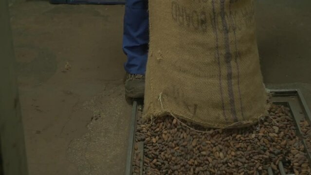 pan down slow motion medium shot of a worker emptying a gunny sack full of unpeeled cocoa beans in a chocolate factory