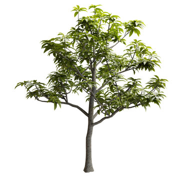 Front View Green Tree Avocado Cut Out. Realistic 3D Render.