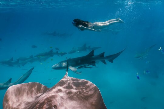 Shark snorkeling in Maldives