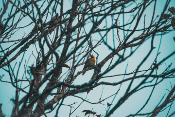 Woodpecker bird on a branch