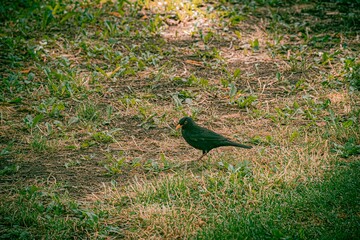 Fototapeta premium black bird in the grass