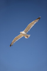 close-up seagull flying in the sky