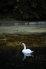 swan on the lake with reflection