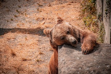 brown bear in the big woods