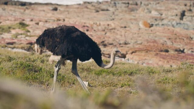 Black ostrich walking in front of orange rocks at cape point national park