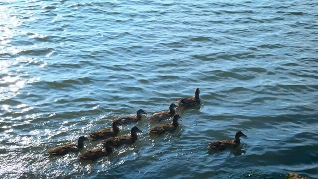 Family duck swimming by stone in sun. A view of wild ducks family swimming in the sunny lake by stones in the day light.