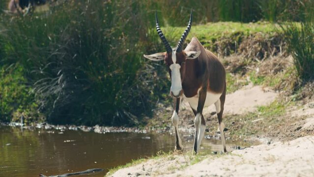 Bontebok antelope walking by with stream in background at cape point national park
