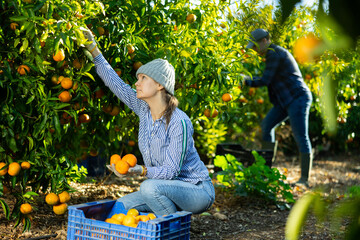 Hardworking farmer woman working ina fruit nursery plucks ripe tangerines, putting fruit in a crate