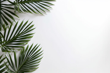 Fototapeta na wymiar palm leaf background