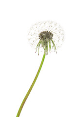 Dandelion flower isolated on white background, closeup