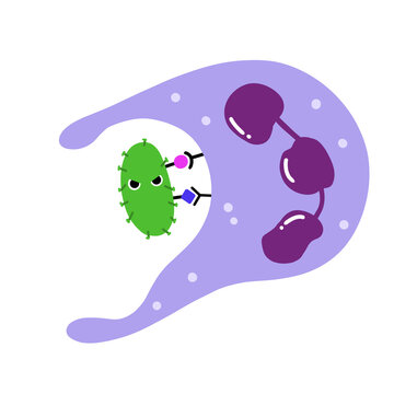 The phagocyte pushes out projections of its cytoplasm around the  bacteria. hand drawing cartoon, PNG illustration.