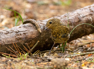 Juvenile robin without the red breast but with big beautiful black eyes foraging for itself in the undergrowth of the woodland 