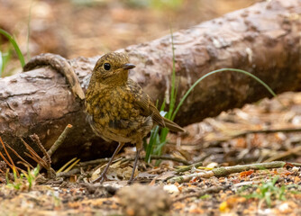 Juvenile robin without the red breast but with big beautiful black eyes foraging for itself in the undergrowth of the woodland 