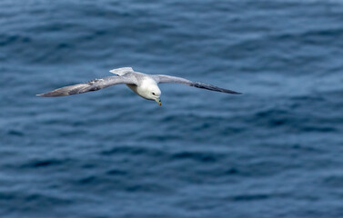 Fototapeta na wymiar Fulmar seabird in flight 