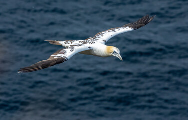 Great northern gannet in flight over the blue ocean