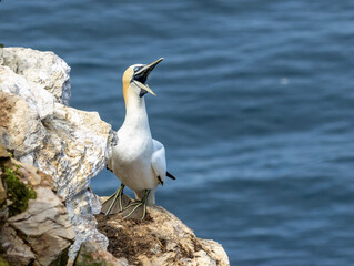 Great northern gannet on a cliff side overlooking the blue ocean at Trouphead, Scotland