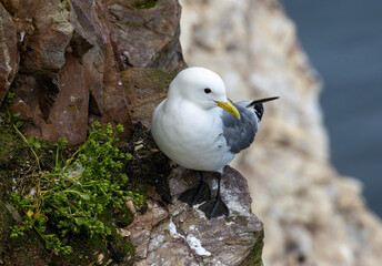 Kittiwake seabird with a little bit of grass in its beak to start nest building on the cliff side