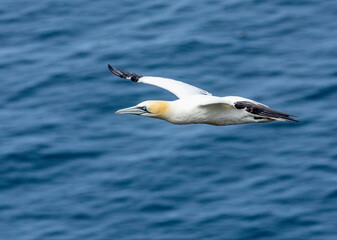 Great northern gannet in flight over the blue ocean