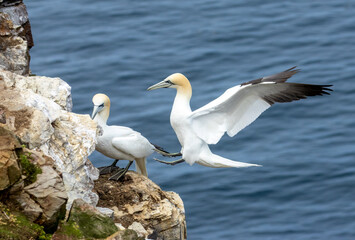 Fototapeta na wymiar Great northern gannet coming in to land on the cliff face where they are nesting with the blue ocean as the background at Trouphead, Scotland 