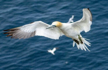 Great northern gannet in flight over the blue ocean