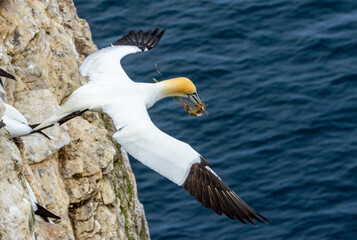 Great northern gannet in flight with nesting materials in the beak flying over the ocean