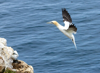 Great northern gannet coming in to land on the cliff face where they are nesting with the blue ocean as the background at Trouphead, Scotland 
