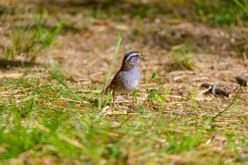 White Throated Sparrow at Campground Outside Pigeon Forge