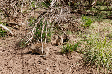 Gopher sits and looks out of his hole among the green grass. Wild animal in wildlife close-up. Baby...