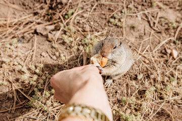 Gopher eats bread from his hand. Close-up of a small gopher cub. Photo of a wild animal in its natural environment. Ground squirrel