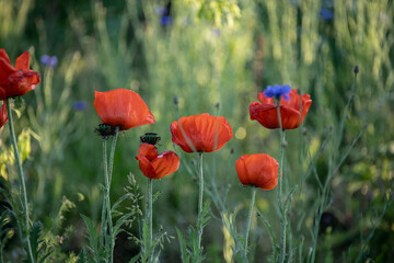 Naklejka premium Poppy flowers. Red poppies. Summer field with blooming poppies