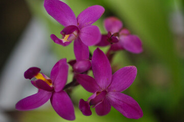 Flores do sertão
