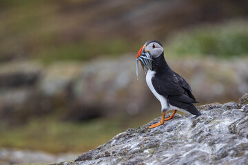 atlantic puffin or common puffin