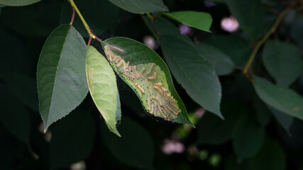 Caterpillars on a leaf. Caterpillars weave silk