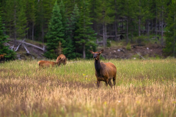 Naklejka na ściany i meble Elk graze in a meadow in Yellowstone National Park.