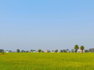 field with blue sky
