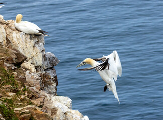 Great northern gannet coming in to land on the cliff face where they are nesting with the blue ocean as the background at Trouphead, Scotland 
