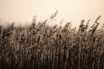 Obraz premium Grasses at Horsey Mere at dusk in February, Horsey, Norfolk, England, United Kingdom