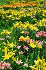 Blooming lilies of various colors