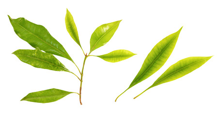 Clove or Syzygium aromaticum green leaves on transparent background.