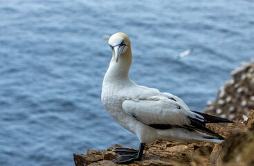Great northern gannet on a cliff side overlooking the blue ocean at Trouphead, Scotland