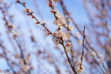 Branches of flowering fruit trees with selective focus. Spring background with copy space