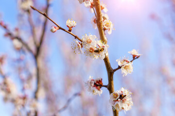 Fototapeta premium Flowers and flowering trees in early spring, toned. Spring background with copy space