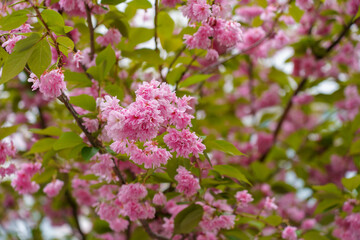 Fototapeta premium Sakura tree flowers in early spring. Blossoming season of cherry and plum trees. Background with selective focus