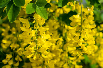 Flowers on the tree Bobovnik or golden rain. Greening the urban environment. Background with...