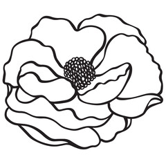 hand drawn illustration of a flower