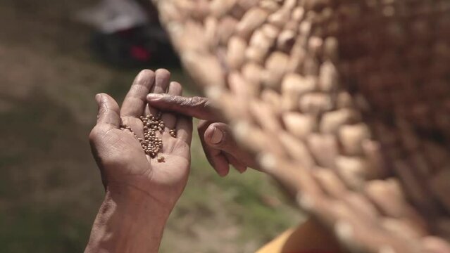 Producci&oacute;n de semillas en manos de campesino