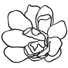 orchid isolated on white